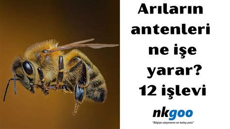 arıların antenleri neye yarar